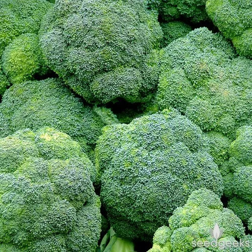 Broccoli Seeds Pack 300+ Non-GMO Waltham 29 Vegetable Seeds for Home Gardening, Brassica oleracea