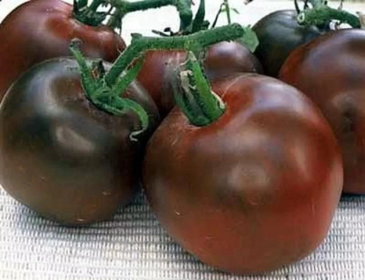 Black Prince Tomato Seeds - Organic Heirloom Non-GMO, Rare Solanum lycopersicum, Dark Purple/Black Fruits, 30+ Seeds