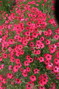 Scarlet Flax Seeds - Organic Non-GMO Heirloom Linum grandiflorum for Garden, Wildflower, Cut Flowers