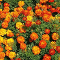 Organic Sparky Mix Marigold Seeds - 200, Tagetes erecta, Vibrant Colors, Attracts Pollinators, Easy to Grow, USA Grown