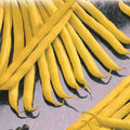 Golden Wax Bush Bean Seeds - Heirloom, Non-GMO, Stringless, Compact Bush, Phaseolus vulgaris