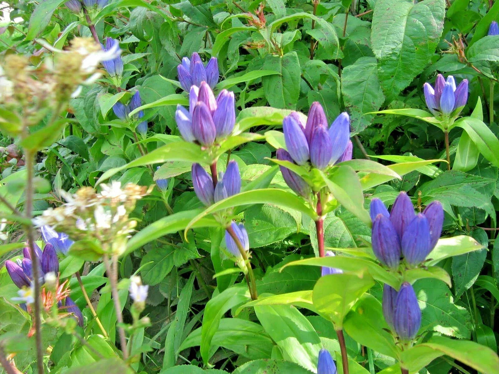 Gentian Seeds - 301+ Count Perennial Wildflower for Shade Gardens - Gentiana spp.