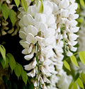 White Wisteria Seeds - Climbing Flower Vine, Wisteria floribunda Alba, Fragrant Cascading White Blooms, Hardy Garden Vine