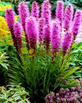 Prairie Blazing Star Seeds - 100+ Liatris pycnostachya Wildflower Seeds for Native Garden, Attracts Pollinators, Drought Tolerant