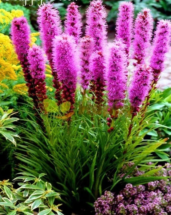 Prairie Blazing Star Seeds - 100+ Liatris pycnostachya Wildflower Seeds for Native Garden, Attracts Pollinators, Drought Tolerant