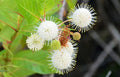 Buttonbush Seeds - 15+ Ornamental Shrub Seeds for Wetlands & Rain Gardens - Cephalanthus occidentalis