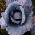 Red Acre Cabbage Seeds - Heirloom Purple Variety, Brassica oleracea, Pack of 300-4000 Seeds for Home Garden, Early Maturing, Tender Leaves