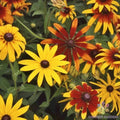 Gloriosa Daisy Rudbeckia Seeds - 200+ Pack for Garden Planting - Annual, Full Sun, Easy Grow, Attracts Pollinators