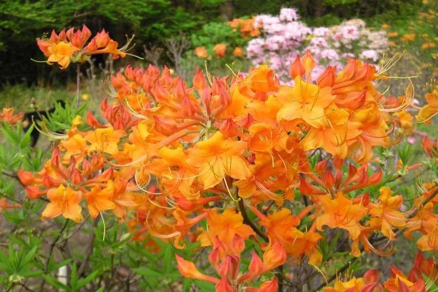 Aromi Azalea Starter Plant - Tipsy Tangerine Deciduous Rhododendron, Small Dormant Shrub for Garden & Container
