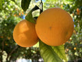 Orange Fruit Seeds Pack – Citrus sinensis – Juicy, Sweet Oranges for Home Garden or Container Planting