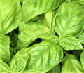 Large Leaf Italian Basil Seeds – Non-GMO Herb Seeds for Planting, Ocimum basilicum, Culinary, Pesto, Aromatic