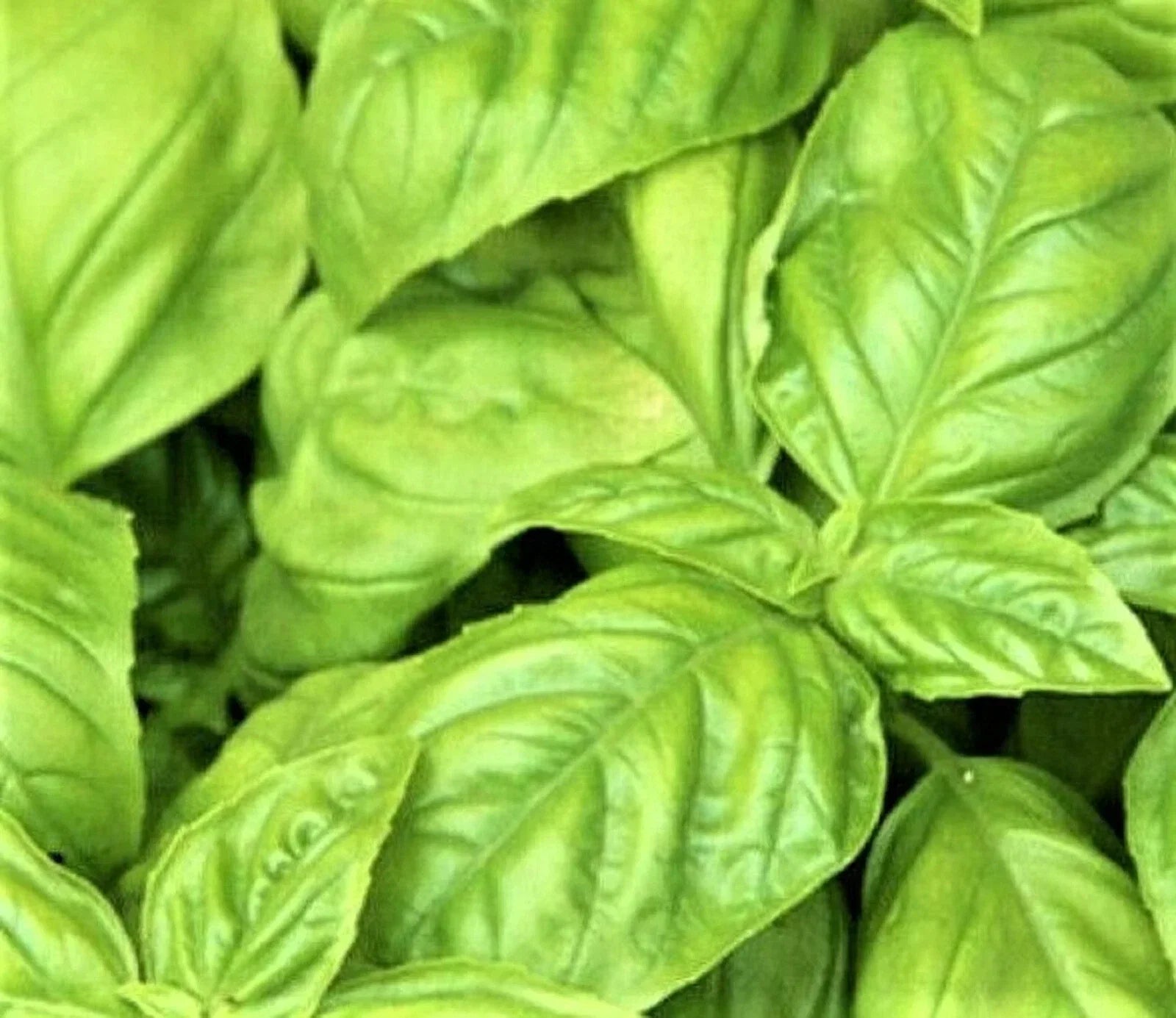 Large Leaf Italian Basil Seeds – Non-GMO Herb Seeds for Planting, Ocimum basilicum, Culinary, Pesto, Aromatic