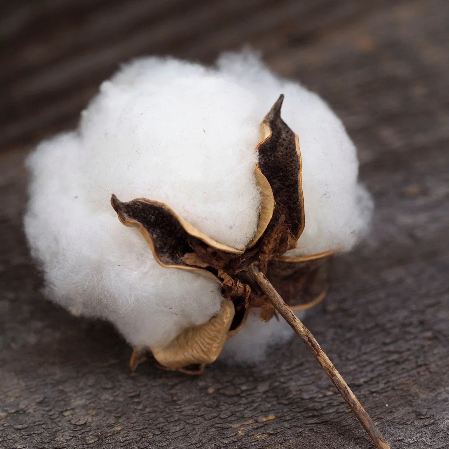 Cotton Bush Seeds 5 Pack - Gossypium arboreum Flowering Educational Plant for Kids & Gardening