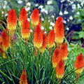 Rare Dwarf Fire Dance Torch Lily Flower Seeds - Kniphofia hirsuta, Red & Orange Blooms, Hardy Perennial, Garden & Landscape Seeds