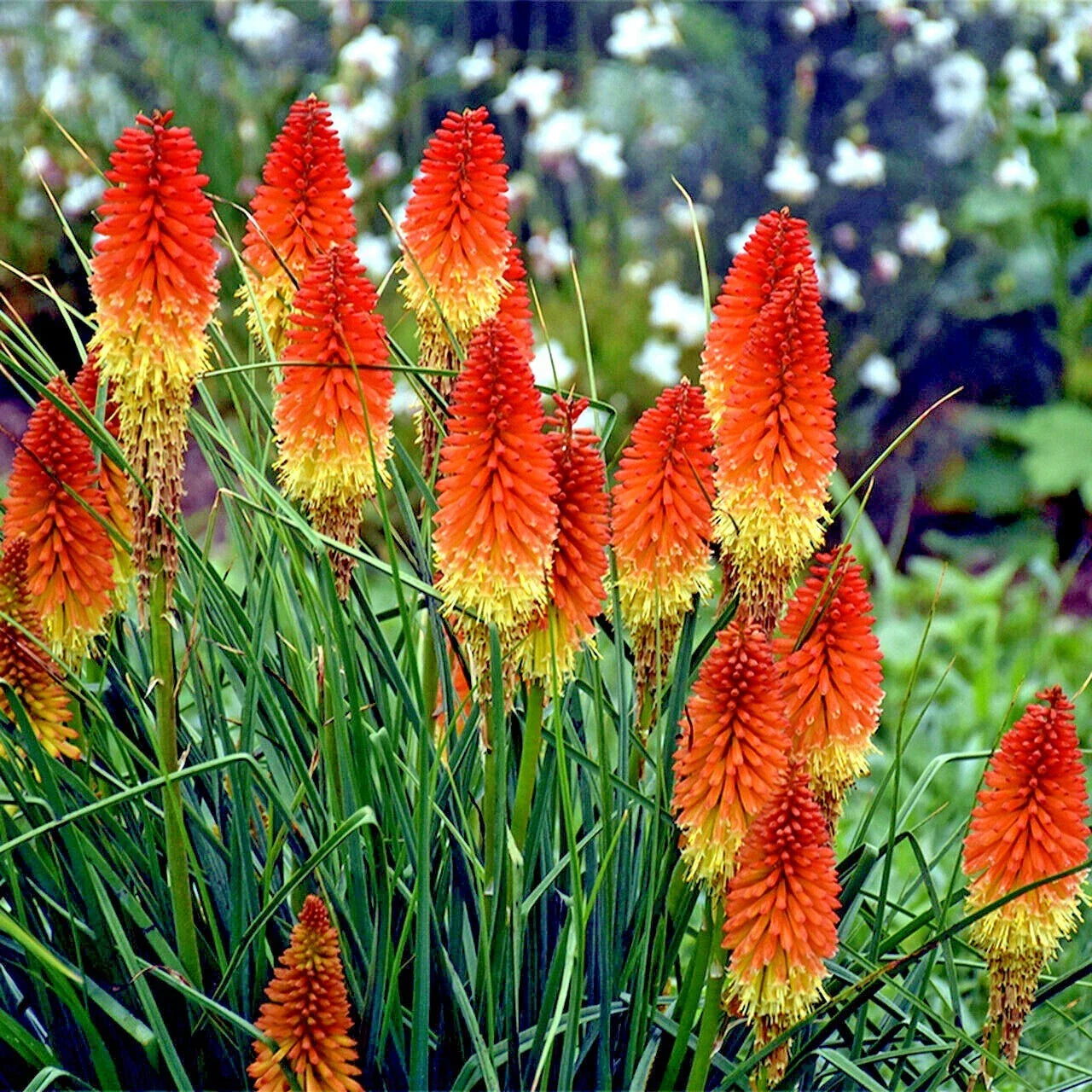 Rare Dwarf Fire Dance Torch Lily Flower Seeds - Kniphofia hirsuta, Red & Orange Blooms, Hardy Perennial, Garden & Landscape Seeds
