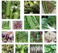 Asian Vegetable Seeds Packets – Non-GMO, Edible Garden Plants for Home Gardening, Includes Bok Choy, Chinese Cabbage & More