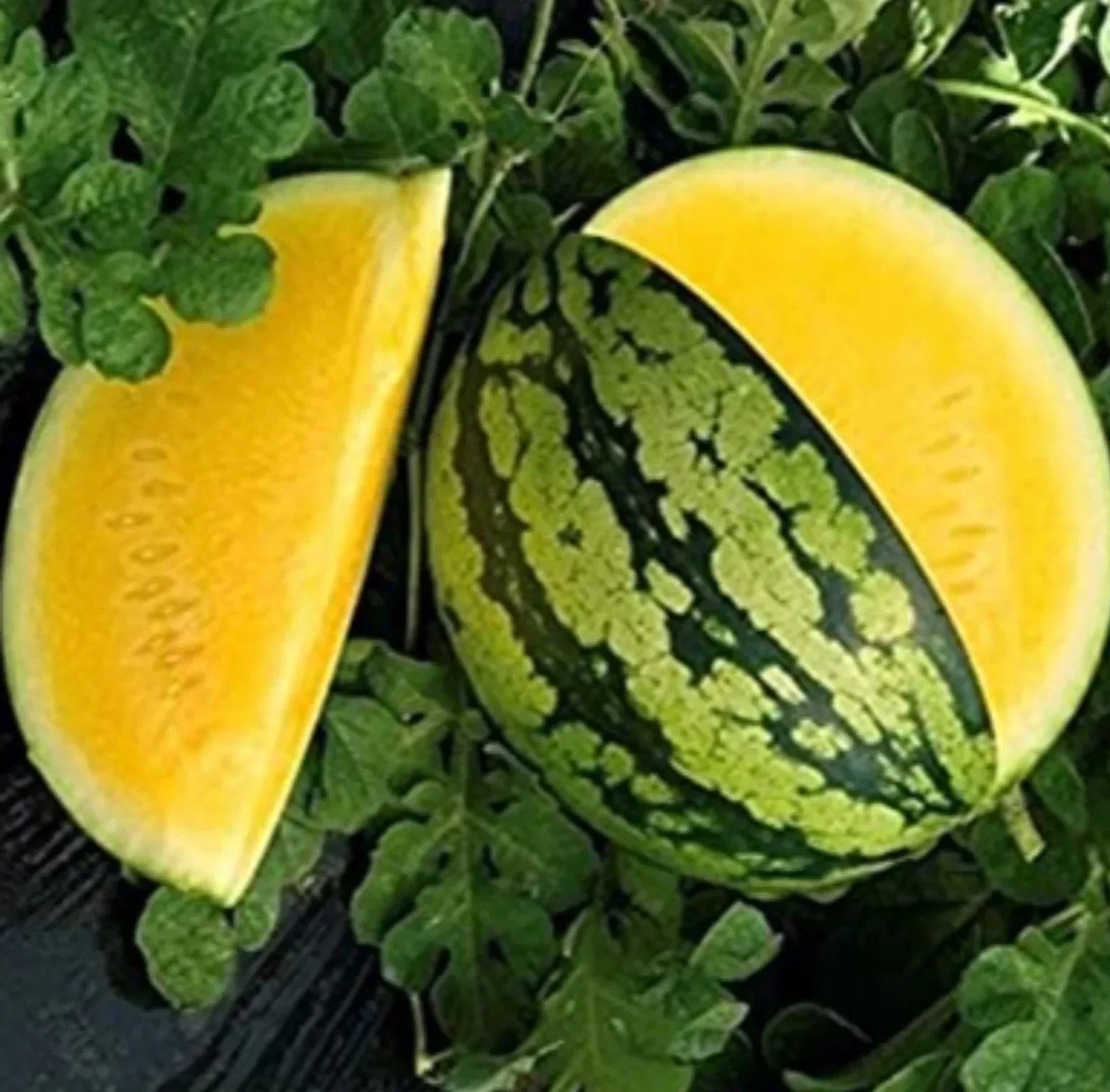 Yellow Gem Watermelon Seeds - Non-GMO Citrullus lanatus True Yellow Variety, 10+ Seeds for Garden or Container Growing