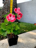 Unique Geranium Live Plant, 12 Inch, Pink Maroon with White Splash, Pelargonium × hortorum