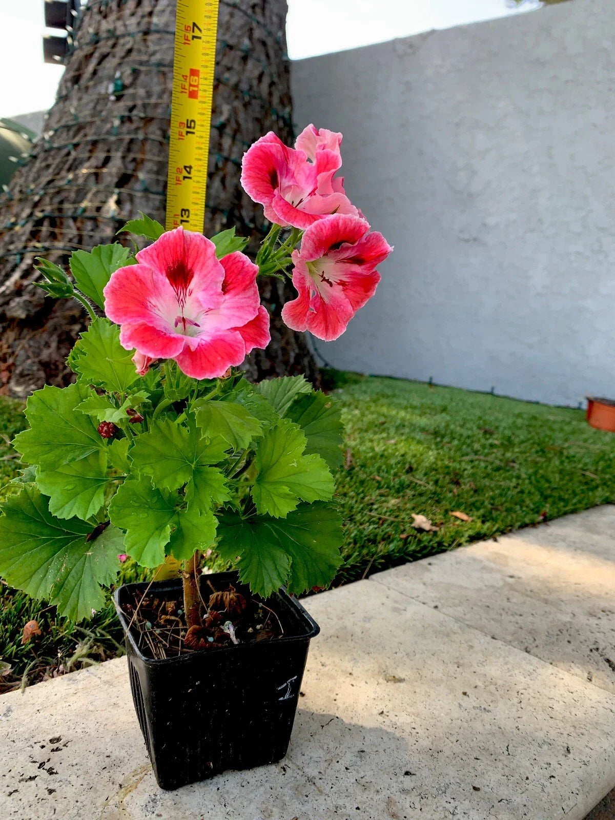 Unique Geranium Live Plant, 12 Inch, Pink Maroon with White Splash, Pelargonium × hortorum