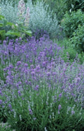 English Lavender Seeds - 600+ Non-GMO Lavandula angustifolia Herb Garden Starter for Borders & Containers