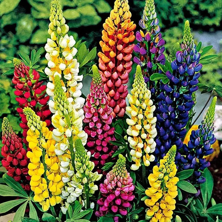 Russell Lupine Seeds - Mixed Colors - Perennial Pollinator-Friendly Seeds - Lupinus polyphyllus - Attracts Hummingbirds & Bees