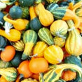 Small Mix Gourds Seeds - Heirloom, Non-GMO, Decorative Cucurbita pepo for Fall Crafts & Garden
