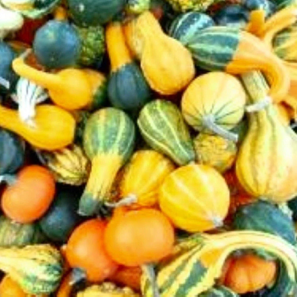 Small Mix Gourds Seeds - Heirloom, Non-GMO, Decorative Cucurbita pepo for Fall Crafts & Garden