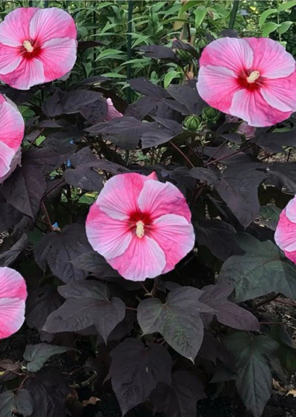 Starry Starry Night Hibiscus Plant - Small Rooted Starter with Large Deep Purple Blooms - Hibiscus moscheutos