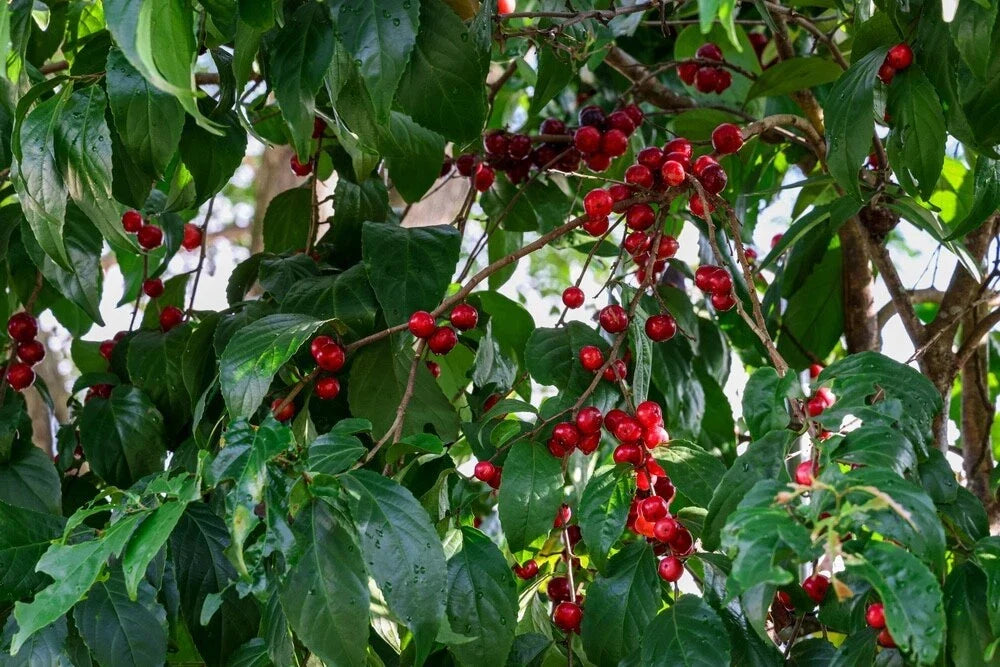 Jamaican Cherry Tree Seeds - 30 Pack, Eugenia uniflora, Tropical Fruit Tree for Home Gardening, Fast-Growing, Bird-Attracting