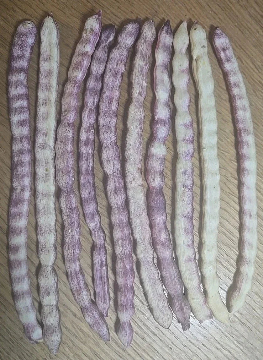 Velvet Mesquite Seed Pods - 10 Drought Tolerant Legume Seeds for Xeriscaping - Prosopis velutina