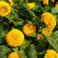 Sunflower Seeds - Teddy Bear Sungold Dwarf - Non-GMO Helianthus annuus Seed Pack for Hummingbirds & Finches