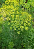Dill Seeds Pack 500+ Anethum graveolens Culinary Herb for Pickling & Cooking Free Shipping