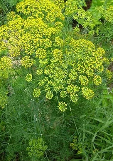 Dill Seeds Pack 500+ Anethum graveolens Culinary Herb for Pickling & Cooking Free Shipping