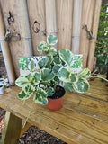 XL Variegated Peperomia Plant 4" Marble Rubber Spoonleaf Green & White Peperomia obtusifolia