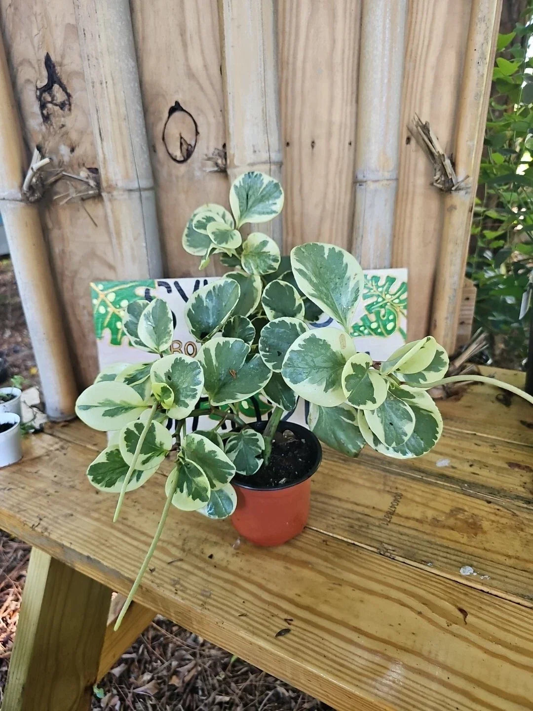 XL Variegated Peperomia Plant 4" Marble Rubber Spoonleaf Green & White Peperomia obtusifolia