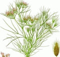 Fresh Cumin Seeds - 75 Pack, Cuminum cyminum, Culinary Herb, Non-GMO, Full Sun, Well-Drained Soil, USA Shipping
