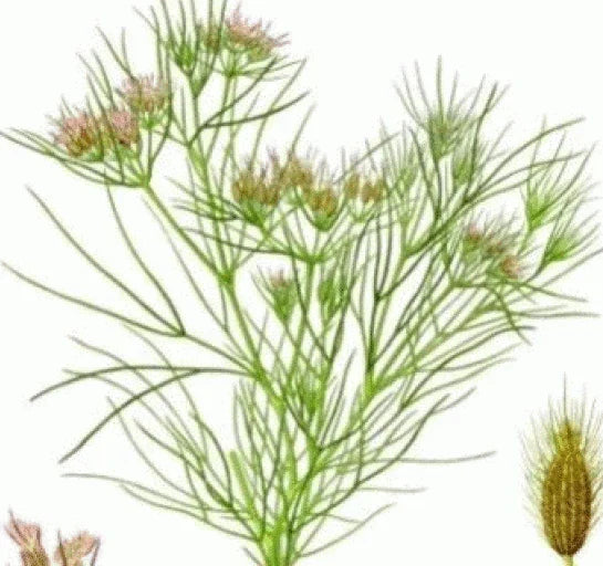 Fresh Cumin Seeds - 75 Pack, Cuminum cyminum, Culinary Herb, Non-GMO, Full Sun, Well-Drained Soil, USA Shipping