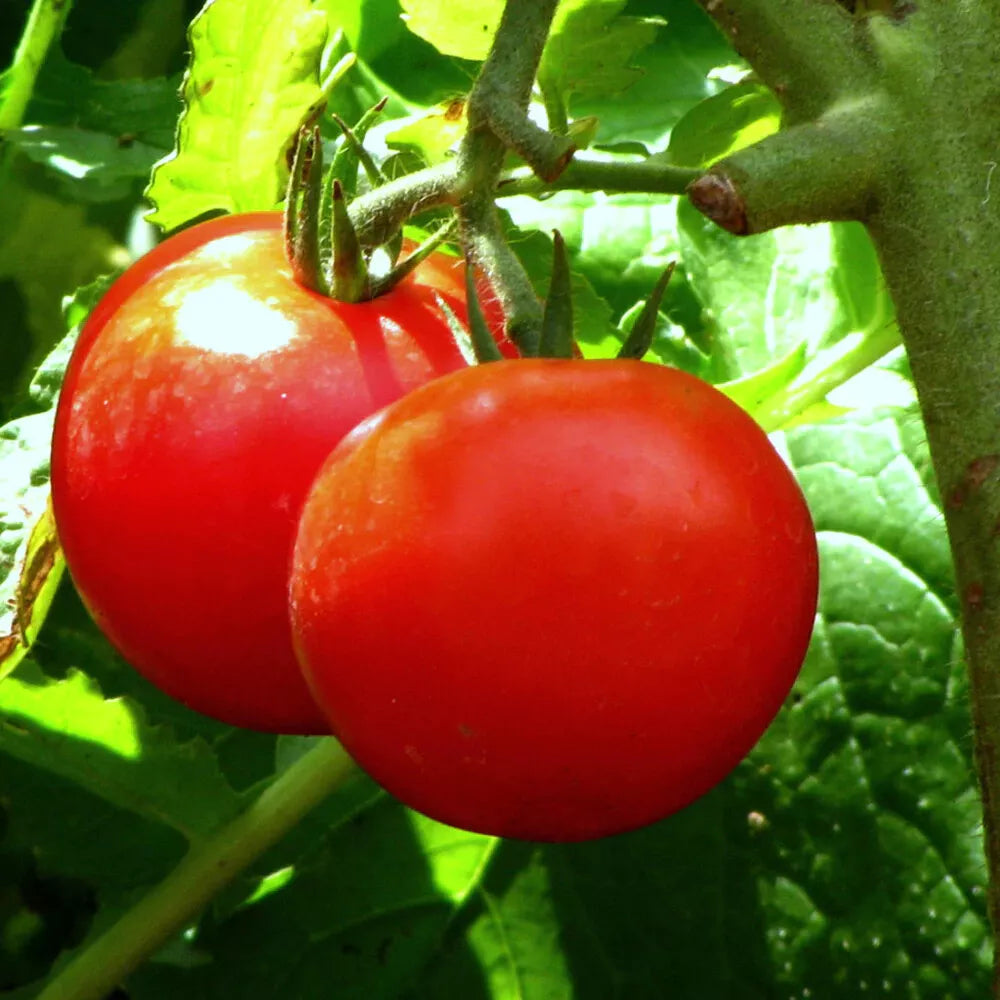 Tomato Seeds - Bonny Best Scarlet Slicer Variety - Solanum lycopersicum - Set of 40+ Seeds