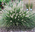 Hameln Dwarf Fountain Grass 2 Gallon Pennisetum alopecuroides 'Hameln' Ornamental Grass