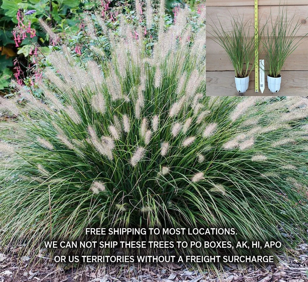 Hameln Dwarf Fountain Grass 2 Gallon Pennisetum alopecuroides 'Hameln' Ornamental Grass