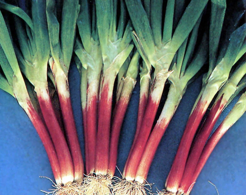 Red Beard Japanese Bunching Onion Seeds, Violet Stalk, Allium fistulosum, Culinary Scallion, Perennial Vegetable, Garden Seeds