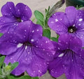 Petunia Seeds 50 Count Double Cascade Blue Pelleted Petunia x hybrida for Garden, Containers & Hanging Baskets