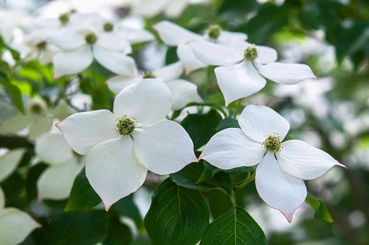 Flowering Kousa Dogwood Seeds for Planting - Cornus kousa - Ornamental, White Flowers, Hardy, Fast-Growing Seeds