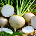 White Albino Beet Seeds - Mangel Turnip Variety for 2025, Beta vulgaris, Sweet, Edible, Non-GMO, Full Sun, Easy to Grow