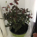 Double Red Knock Out Rose Plant - 1 Gallon, Rosa 'Radrazz', Easy Care, Full Sun, Low Maintenance Garden Shrub