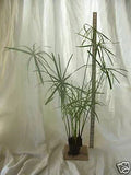 Dwarf Umbrella Palm Plant - Organic Cyperus alternifolius for Water Gardens & Koi Ponds