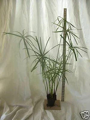 Dwarf Umbrella Palm Plant - Organic Cyperus alternifolius for Water Gardens & Koi Ponds