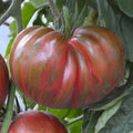 Pink Berkeley Tie-Dye Tomato Seeds - 25 Count, Heirloom, Organic, Non-GMO, Indeterminate, Full Sun, Home Garden