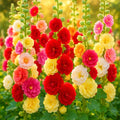 Giant Hollyhock Seeds - Hummingbird Autumn Mix - 200+ Alcea rosea Flower Seeds for Garden Borders & Pollinators