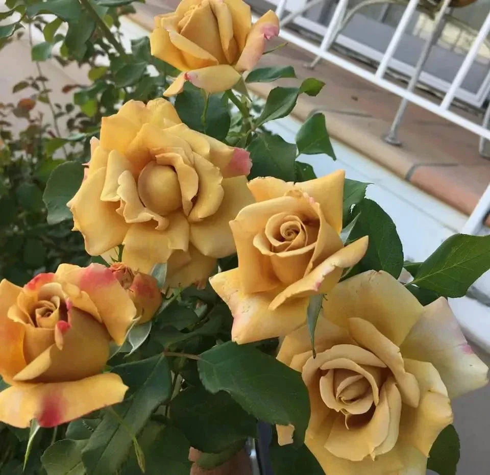 Super Rare Foney Dijon Rose Cuttings – Unrooted Scions for Grafting – Golden-Tan Rosa Hybrid Cultivar